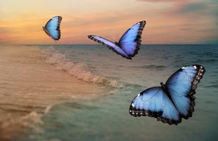 shutterstock_1811666962 (1)